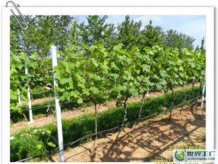 優(yōu)質(zhì)葡萄酒OEM加工-煙臺(tái)大型葡萄種植、釀造基地-浩源_食品、飲料_世界工廠網(wǎng)中國產(chǎn)品信息庫