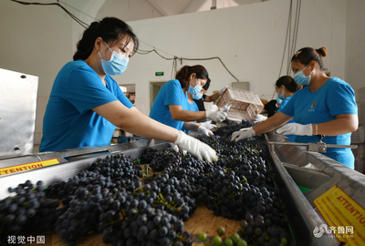 棗莊葡萄園豐收季 工人采摘忙，葡萄酒加工正當時